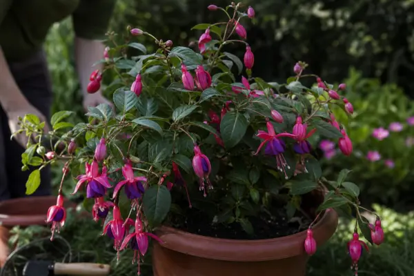 Cerceluș (Fuchsia hybrida) – tot ce trebuie să știi despre plantare și îngrijire