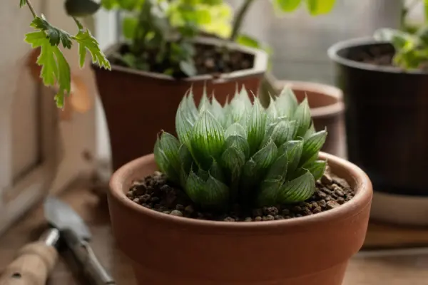 Haworthia (Haworthia fasciata) – plantare, îngrijire și greșeli de evitat