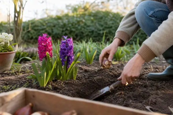 Zambilă (Hyacinthus orientalis) – sfaturi de plantare și îngrijire
