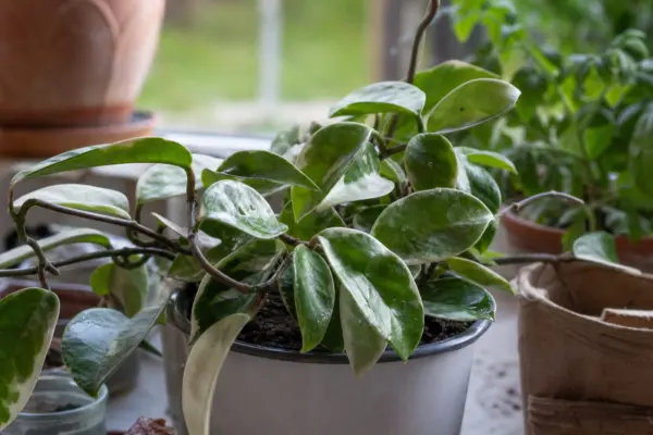 Hoya sau floarea de ceară (Hoya carnosa) – ghid practic de plantare și îngrijire