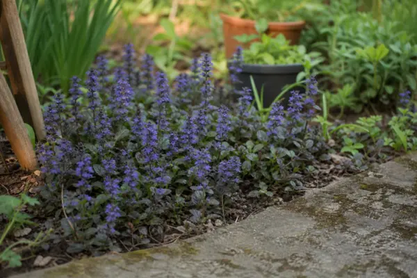 Vinerița (Ajuga reptans) – plantare, udare și întreținere