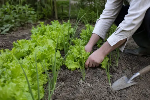 Legumele care pot fi cultivate împreună cu salata și ceapa