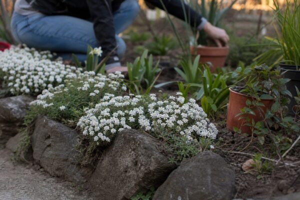 Iberis (Iberis sempervirens) – sfaturi pentru plantare, creștere și întreținere