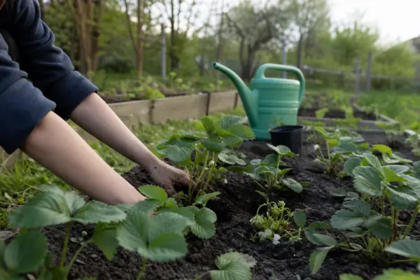 Căpșun (Fragaria x ananassa) – ghid pas cu pas de plantare și întreținere