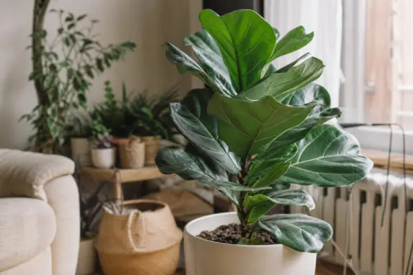 Ficus cu frunze de vioară (Ficus lyrata) – ghid practic de plantare și îngrijire