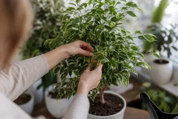 Ficus benjamin (Ficus benjamina) – condiții de creștere, plantare și îngrijire