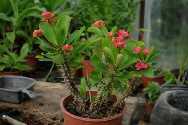 Coroana de spini (Euphorbia milii) – sfaturi pentru plantare, creștere și întreținere