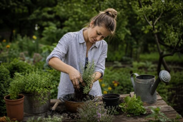 Cum muți plantele aromatice din casă în grădină fără să se ofilească
