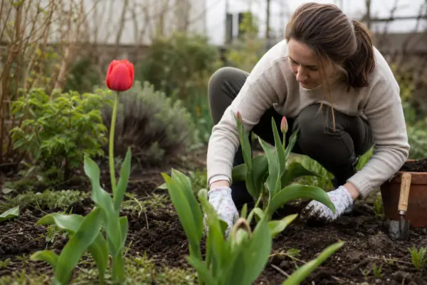 Laleaua (Tulipa) – de la plantare la întreținerea de zi cu zi