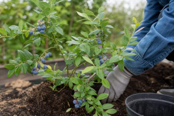 Afin (Vaccinium corymbosum) – condiții de creștere, plantare și îngrijire