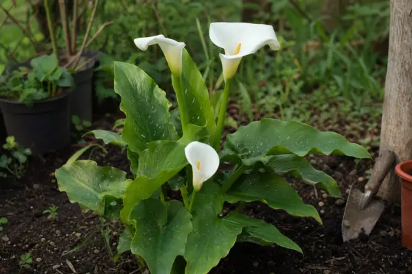 Cala (Zantedeschia aethiopica) – sfaturi de plantare și îngrijire