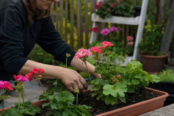 Răsaduri de flori pentru balcon: soiuri care înfloresc toată vara