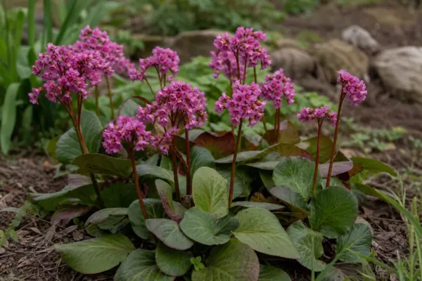 Bergenia (Bergenia cordifolia) – sfaturi pentru plantare, creștere și întreținere