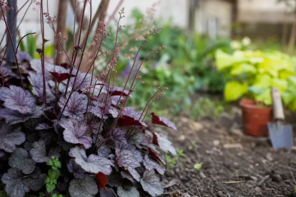 Heuchera (Heuchera micrantha) – ghid complet de cultivare și îngrijire
