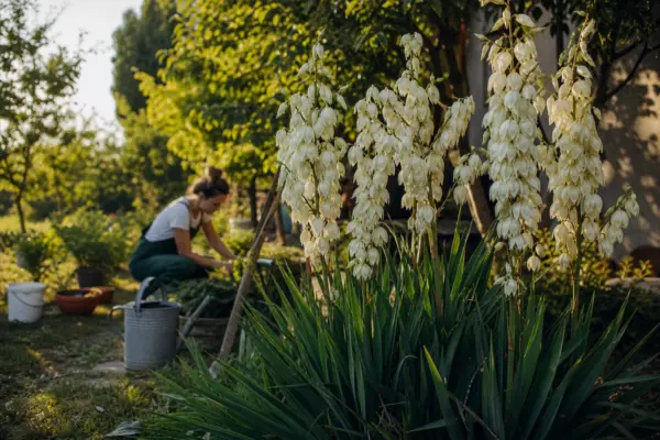Yucca de grădină (Yucca filamentosa) – ghid pas cu pas de plantare și întreținere