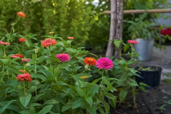 Cârciumărese (Zinnia elegans) – plantare, îngrijire și greșeli de evitat