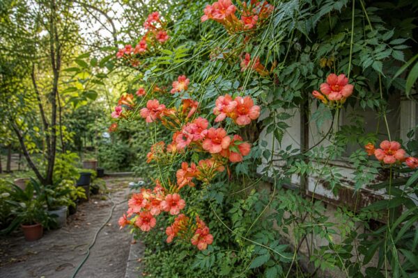 Trâmbița (Campsis radicans) – ghid complet de cultivare și îngrijire