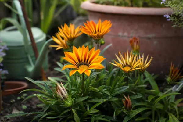 Gazania (Gazania rigens) – tot ce trebuie să știi despre plantare și îngrijire