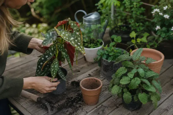 Begonie pătată (Begonia maculata) – ghid pas cu pas de plantare și întreținere