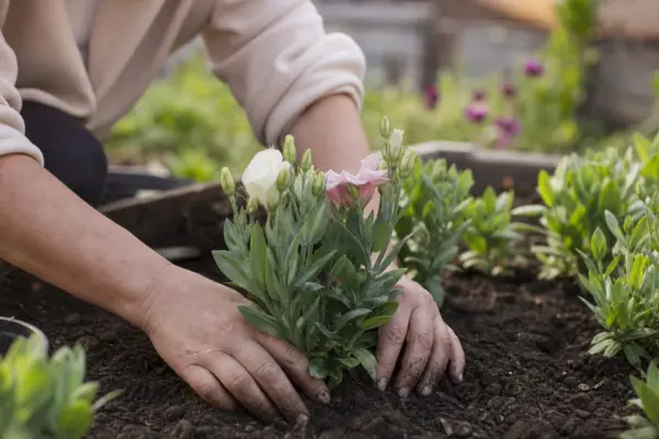 Lisianthus (Eustoma grandiflorum) – sfaturi utile pentru plantare și îngrijire