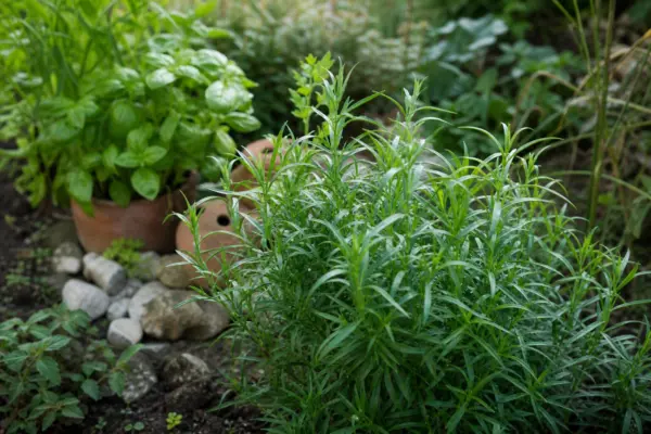 Tarhon (Artemisia dracunculus) – condiții de creștere, plantare și îngrijire