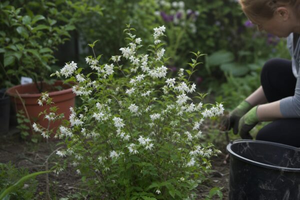 Deutzia (Deutzia gracilis) – sfaturi de plantare și îngrijire