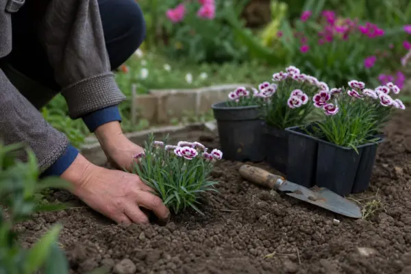 Garoafa (Dianthus caryophyllus) – ghid practic de plantare și îngrijire