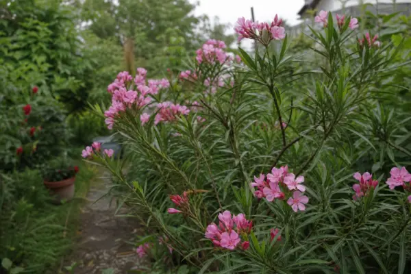 Oleandru (Nerium oleander) – ghid complet de cultivare și îngrijire