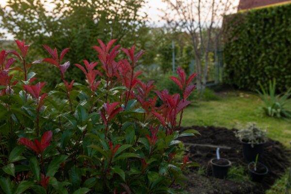 Photinia (Photinia fraseri) – sfaturi utile pentru plantare și îngrijire