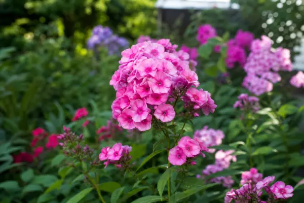 Brumărele (Phlox paniculata) – tot ce trebuie să știi despre plantare și îngrijire