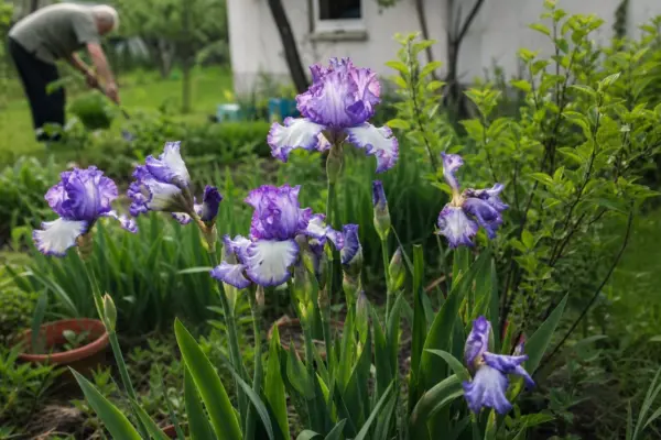 Stânjenel (Iris germanica) – tot ce trebuie să știi despre plantare și îngrijire