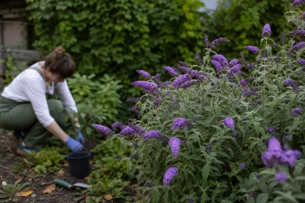 Liliac de vară (Buddleja davidii) – sfaturi de plantare și îngrijire
