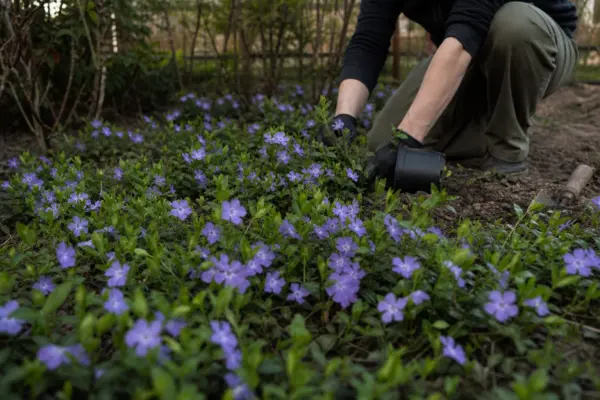 Saschiu (Vinca minor) – ghid pas cu pas de plantare și întreținere