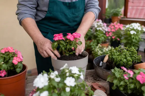 Sporul casei (Impatiens walleriana) – sfaturi de plantare și îngrijire