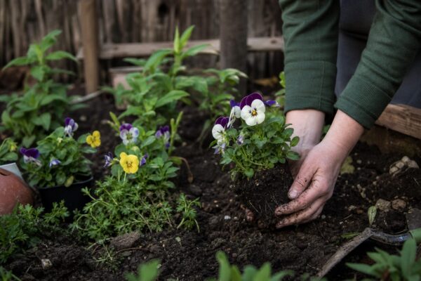Panseluța (Viola tricolor) – plantare și îngrijire pas cu pas