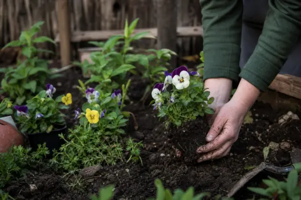Panseluța (Viola tricolor) – plantare și îngrijire pas cu pas