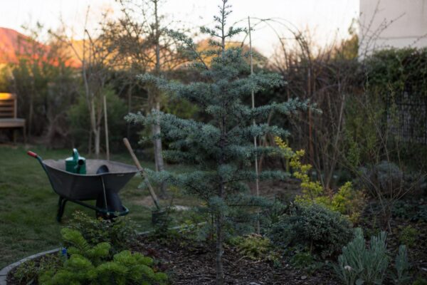 Cedru (Cedrus atlantica) – condiții de creștere, plantare și îngrijire