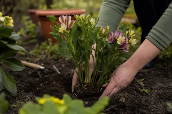 Crinul incașilor (Alstroemeria aurea) – plantare și îngrijire pas cu pas