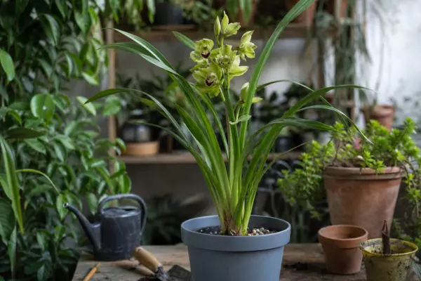Orhideea Cymbidium (Cymbidium hybridum) – sfaturi utile pentru plantare și îngrijire