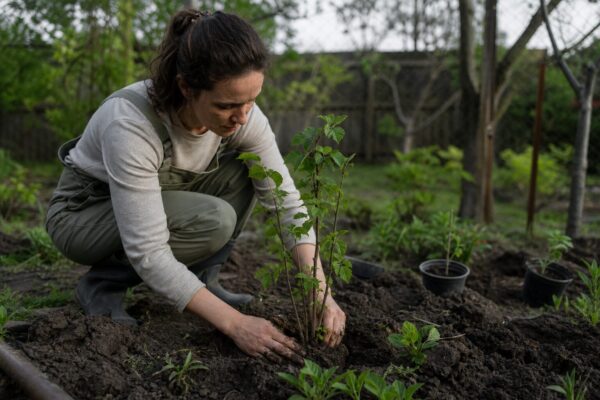 Alun (Corylus avellana) – sfaturi de plantare și îngrijire