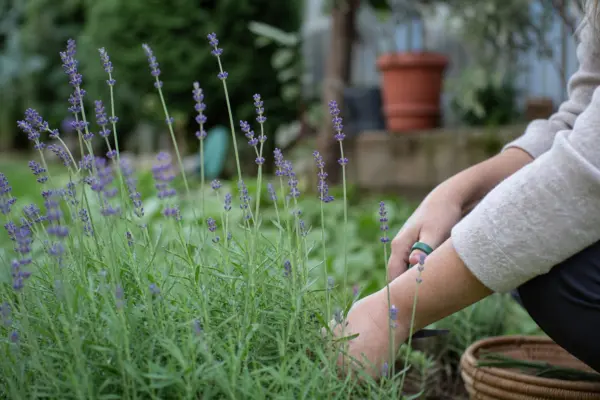 Lavanda (Lavandula angustifolia) – ghid complet de cultivare și îngrijire