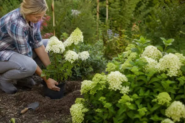 Hortensie paniculata (Hydrangea paniculata) – plantare, udare și întreținere