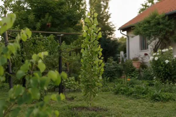 Plop piramidal (Populus nigra Italica) – plantare, udare și întreținere