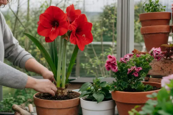 Amaryllis (Hippeastrum hybridum) – ghid complet de cultivare și îngrijire