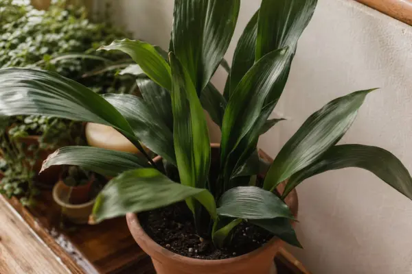 Aspidistra (Aspidistra elatior) – plantare, îngrijire și greșeli de evitat