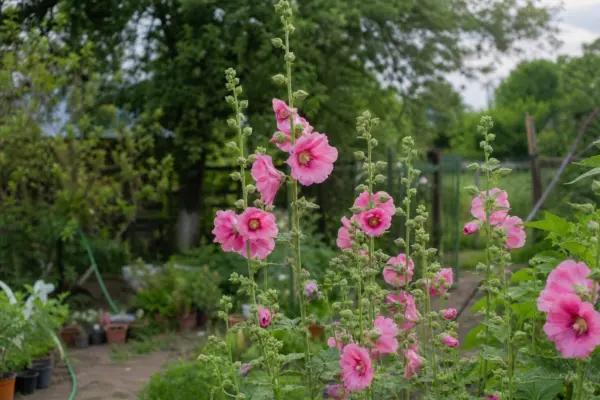 Nalba de grădină (Alcea rosea) – condiții de creștere, plantare și îngrijire