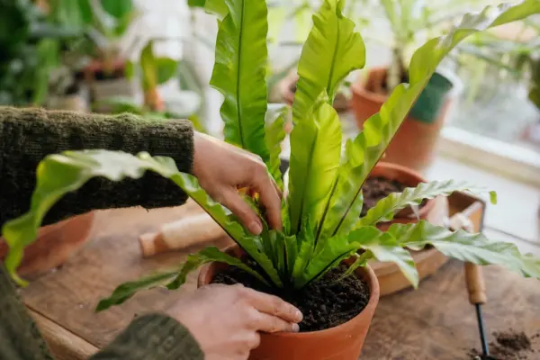 Feriga cuib de pasăre (Asplenium nidus) – plantare, udare și întreținere