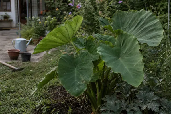 Colocasia (Colocasia esculenta) – plantare și îngrijire pas cu pas