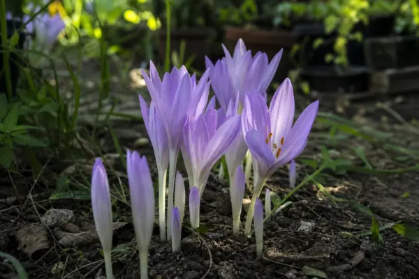 Brândușa de toamnă (Colchicum autumnale) – plantare și îngrijire pas cu pas