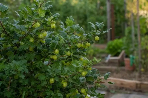 Agriș (Ribes uva-crispa) – ghid complet de cultivare și îngrijire